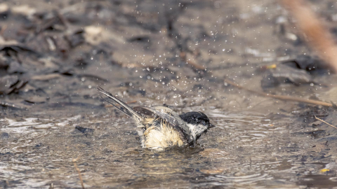 A chickadee shakes droplets of water off in a puddle